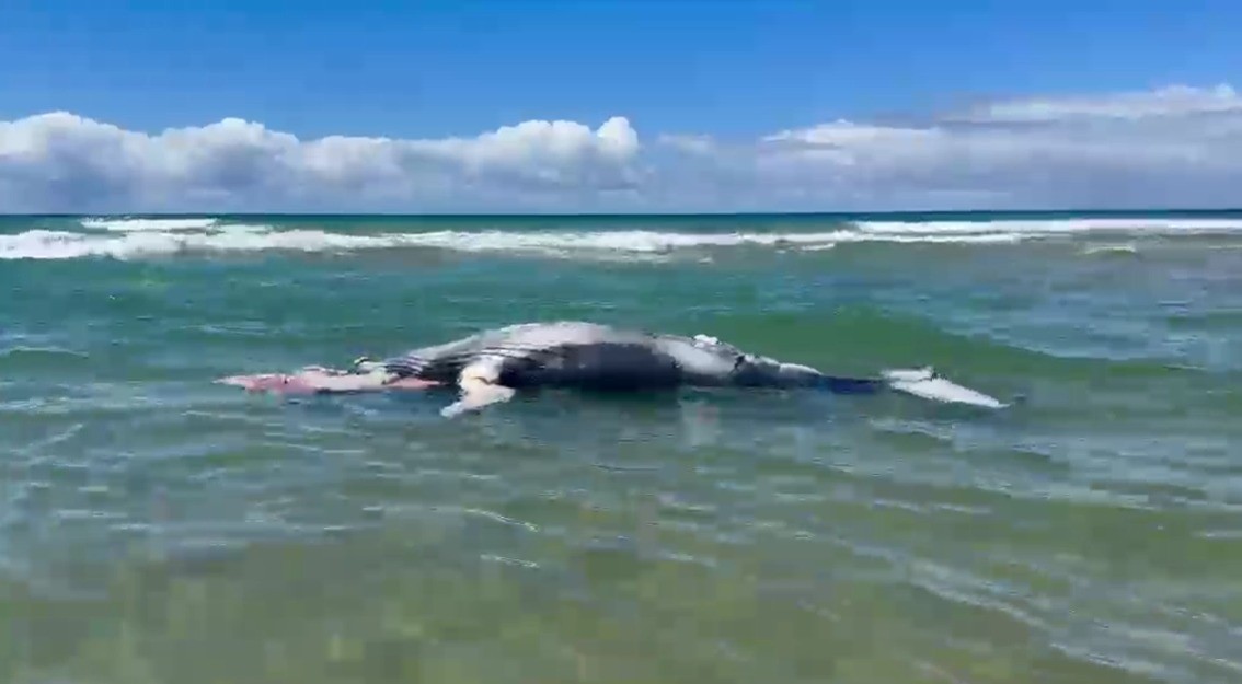 foto Not&iacute;cia Porto Seguro